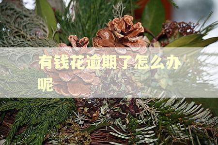 有钱花逾期了怎么办呢