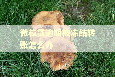 微粒贷逾期被冻结转账怎么办 微粒贷逾期被冻结转账怎么办