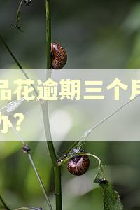 唯品花逾期三个月怎么办?