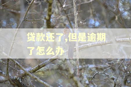 贷款还了,但是逾期了怎么办