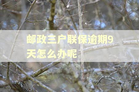邮政三户联保逾期9天怎么办呢