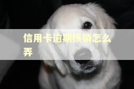 信用卡逾期核销怎么弄