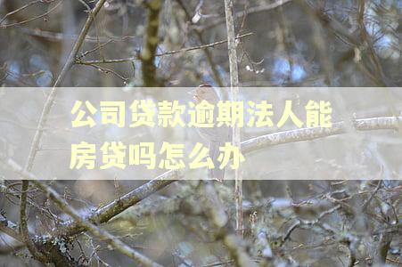 公司贷款逾期法人能房贷吗怎么办