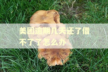 美团逾期几天还了借不了了怎么办