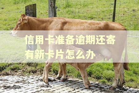 信用卡准备逾期还寄有新卡片怎么办