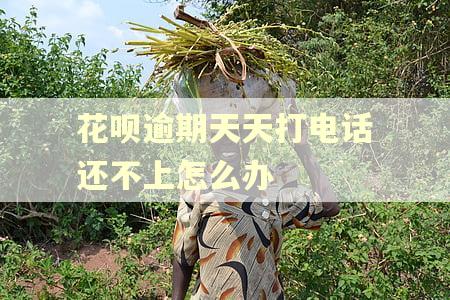 花呗逾期天天打电话还不上怎么办