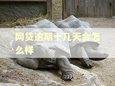 网贷逾期十几天会怎么样