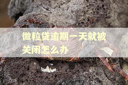 微粒贷逾期一天就被关闭怎么办 微粒贷逾期一天就被关闭怎么办
