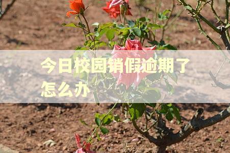 今日校园销假逾期了怎么办