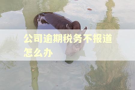 公司逾期税务不报道怎么办