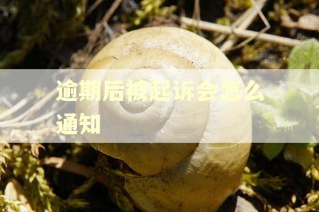 逾期后被起诉会怎么通知