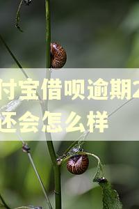 支付宝借呗逾期2个月还会怎么样