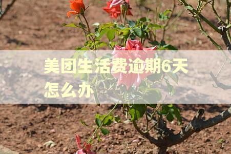 美团生活费逾期6天怎么办