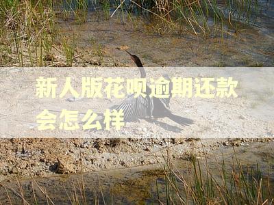 新人版花呗逾期还款会怎么样