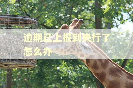 逾期已上报到央行了怎么办