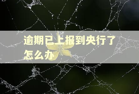 逾期已上报到央行了怎么办
