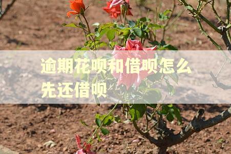 逾期花呗和借呗怎么先还借呗