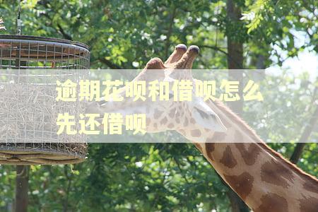 逾期花呗和借呗怎么先还借呗