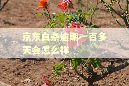 京东白条逾期一百多天会怎么样