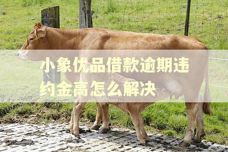 小象优品借款逾期违约金高怎么解决
