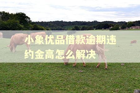 小象优品借款逾期违约金高怎么解决 小象优品借款逾期违约金高怎么解决