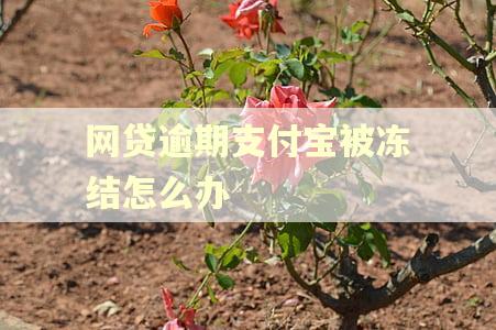 网贷逾期支付宝被冻结怎么办