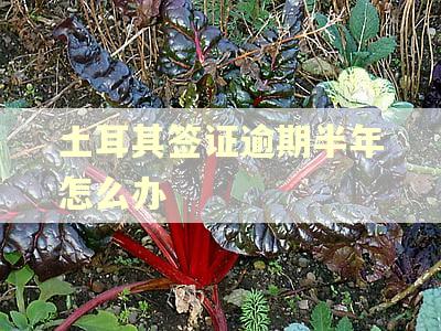 土耳其签证逾期半年怎么办