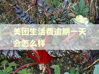 美团生活费逾期一天会怎么样