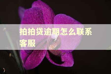 拍拍贷逾期怎么联系客服