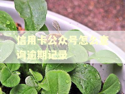 信用卡公众号怎么查询逾期记录