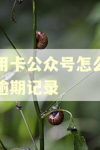 信用卡公众号怎么查询逾期记录 信用卡公众号怎么查询逾期记录