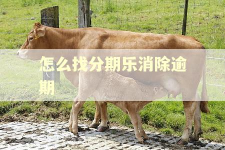 怎么找分期乐消除逾期