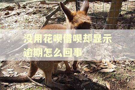 没用花呗借呗却显示逾期怎么回事