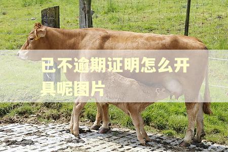 已不逾期证明怎么开具呢图片