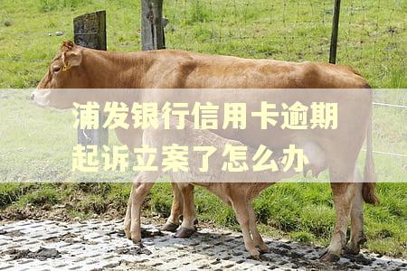 浦发银行信用卡逾期起诉立案了怎么办