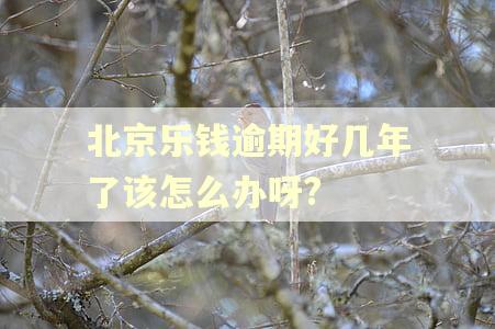 北京乐钱逾期好几年了该怎么办呀?