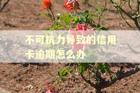 不可抗力导致的信用卡逾期怎么办 不可抗力导致的信用卡逾期怎么办