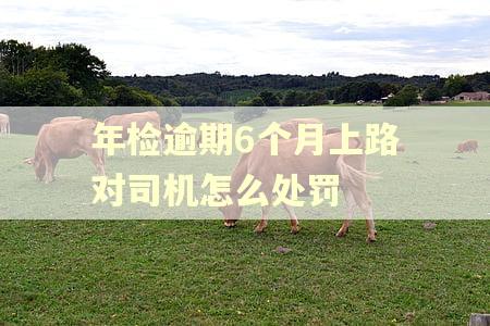 年检逾期6个月上路对司机怎么处罚