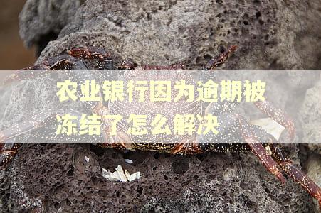 农业银行因为逾期被冻结了怎么解决 农业银行因为逾期被冻结了怎么解决