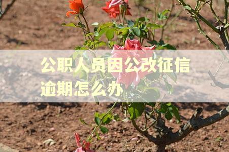 公职人员因公改征信逾期怎么办