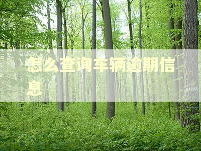 怎么查询车辆逾期信息