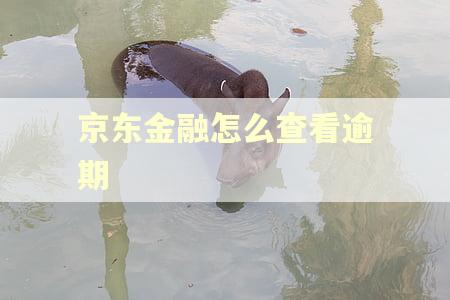 京东金融怎么查看逾期