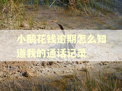 小鹅花钱逾期怎么知道我的通话记录
