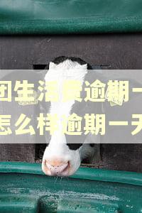 美团生活费逾期一天会怎么样逾期一天