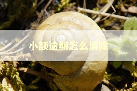 小额逾期怎么消除