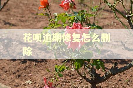 花呗逾期修复怎么删除 花呗逾期修复怎么删除