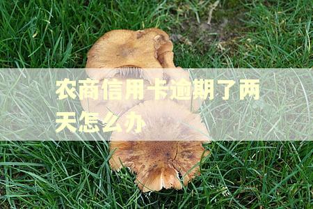 农商信用卡逾期了两天怎么办