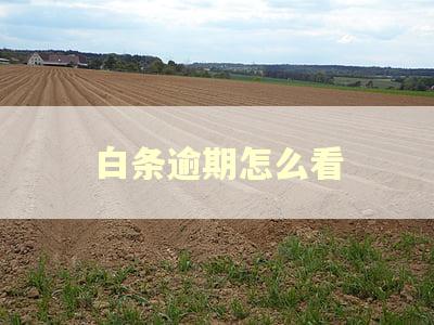 白条逾期怎么看