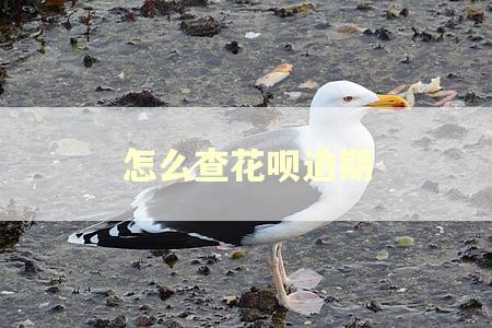 怎么查花呗逾期
