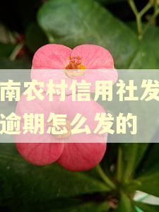 云南农村信用社发消息逾期怎么发的